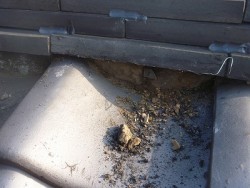 中の土が出てきてる
