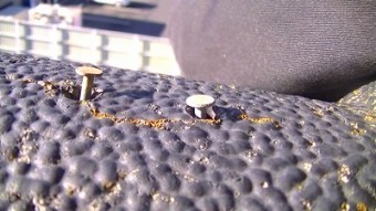 瓦 止め釘 浮いてる