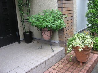植木はどうする 塗装