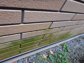 外壁表面苔はえとる