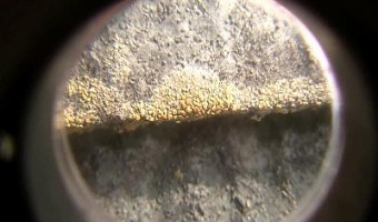 コケを10倍スコープで撮影