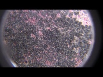 10倍スコープ映像