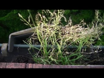 樋の吸水部分に草生えてる