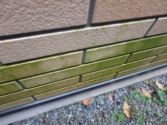 外壁のコケ洗浄前