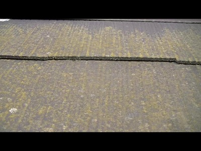 屋根瓦部分　苔繁殖