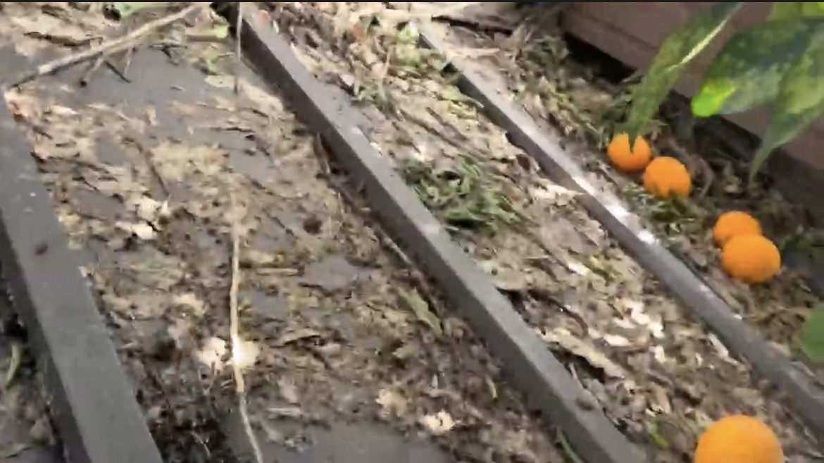 みかんと落ち葉が載っている下野の屋根