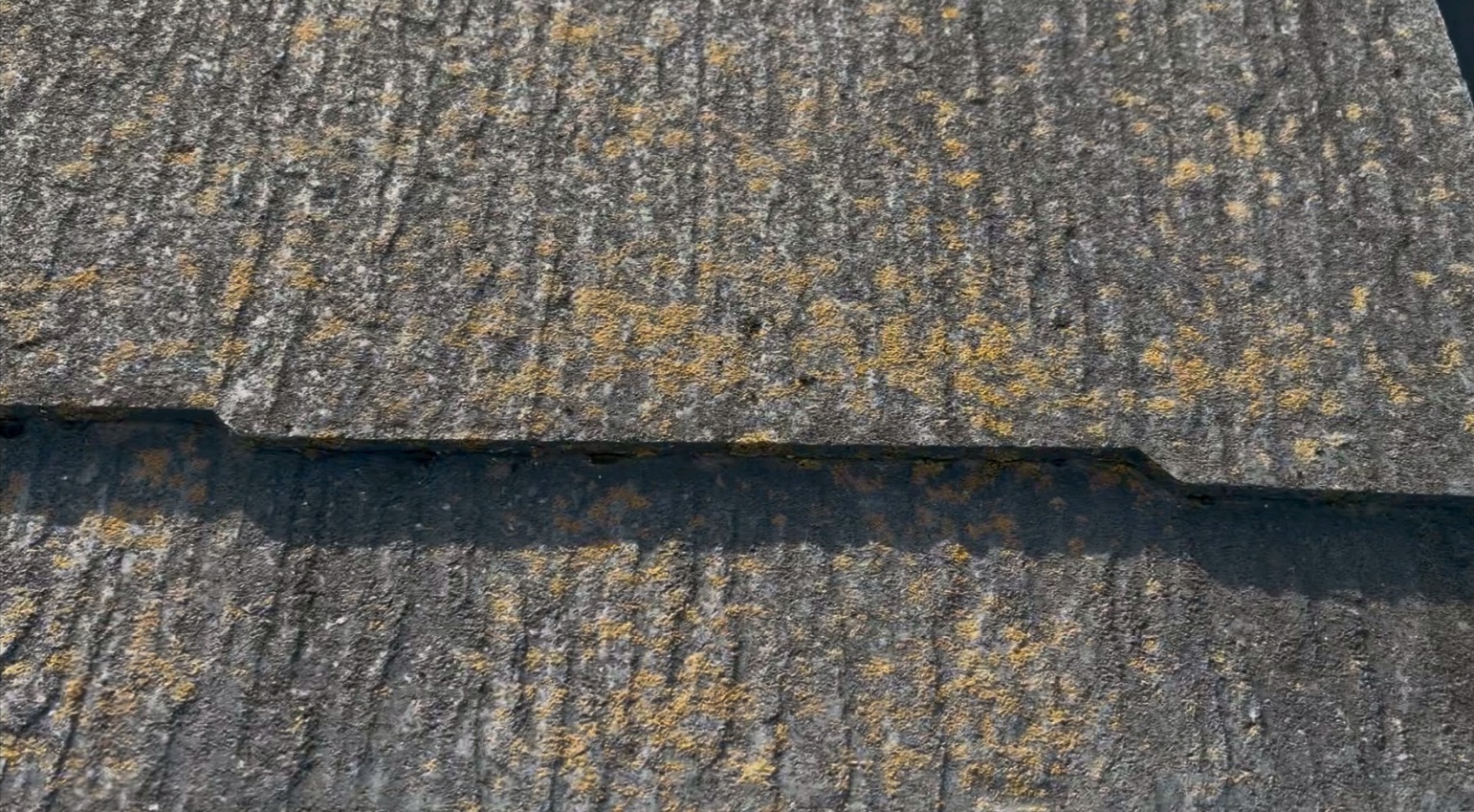 スレート屋根に近いて苔を観察