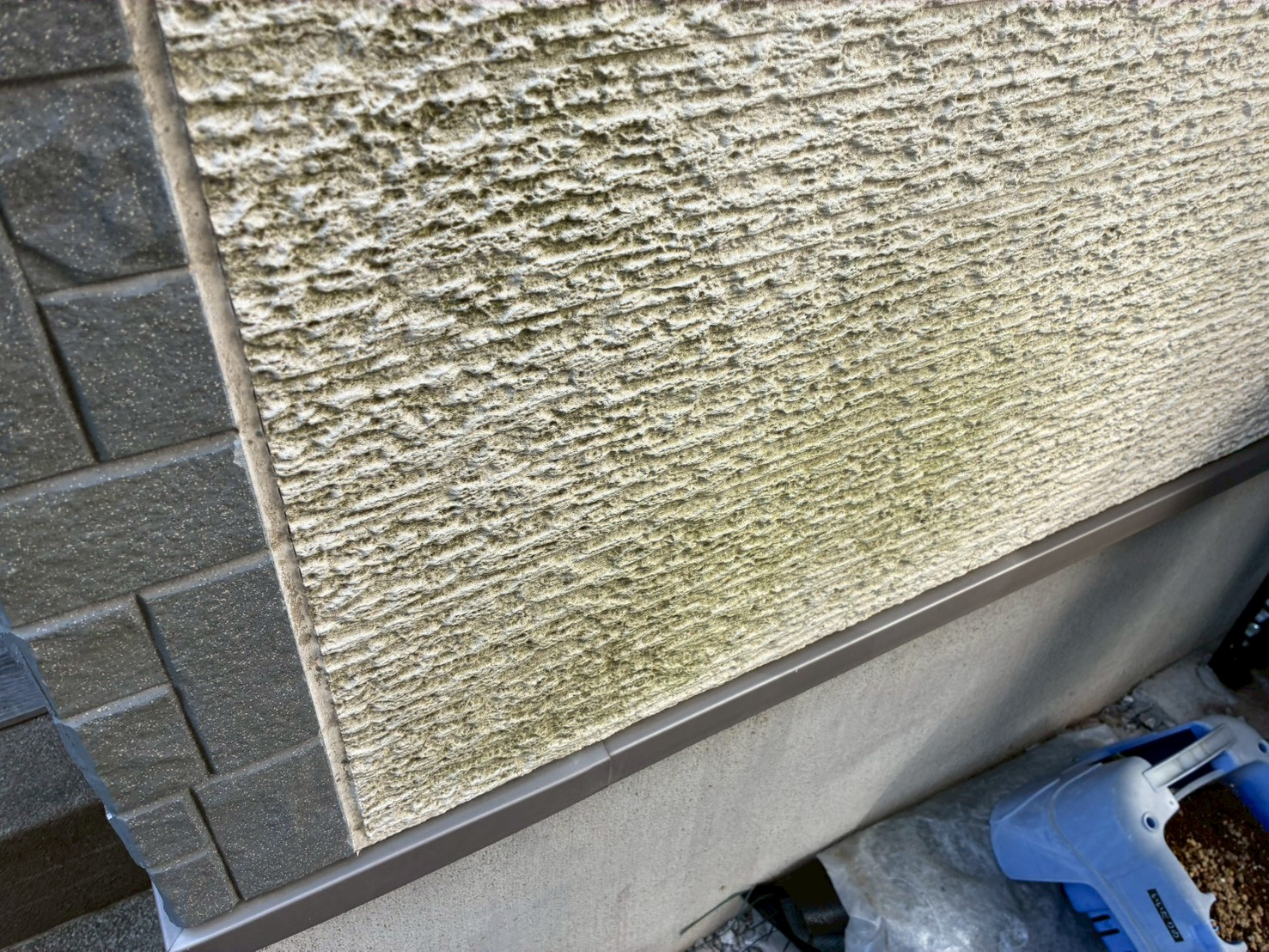 基礎近くの外壁に苔を発見