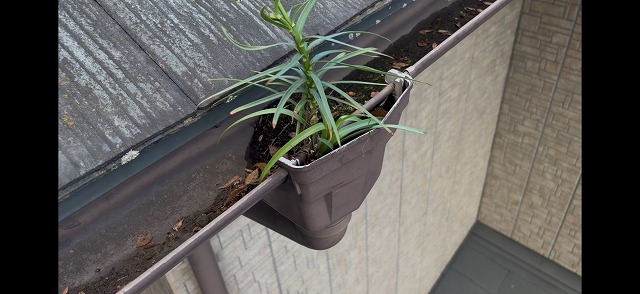 集水器に生えた雑草