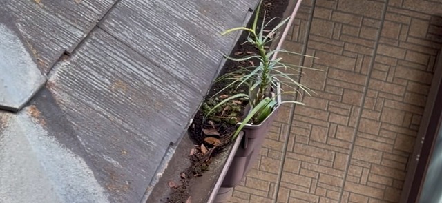 雨樋に生えた草