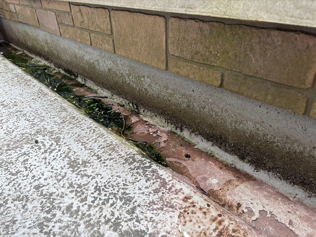 コケが繁殖した排水付近